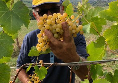 Maurizio in Vendemmia 2019